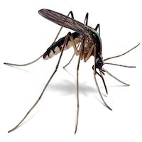 Take Action to Control Mosquitoes and Chikungunya in Sayulita